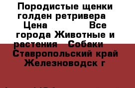 Породистые щенки голден ретривера › Цена ­ 25 000 - Все города Животные и растения » Собаки   . Ставропольский край,Железноводск г.